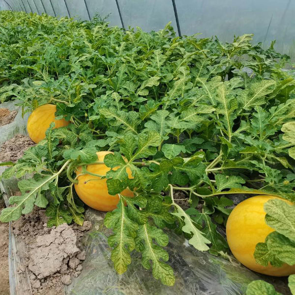 'Fuqi Chaoyang' Watermelon Seeds, 200 Seeds