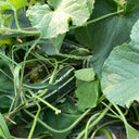 Yiwo Wu Sweet Melon Seeds, 3g