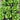 Jiemei Peacock Lettuce Seeds, 5g