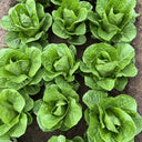 Jiemei Peacock Lettuce Seeds, 5g
