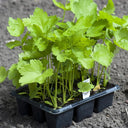 Parsnip, 50 Seeds