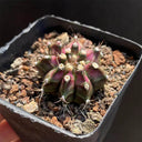 Gymnocalycium mihanovichii 'T-lux' Hybrid, 3cm