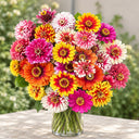 W1353 Candy Stripe Zinnia Mix, 100 Seeds