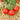 386 K25-54 Tomato, 5 Seeds