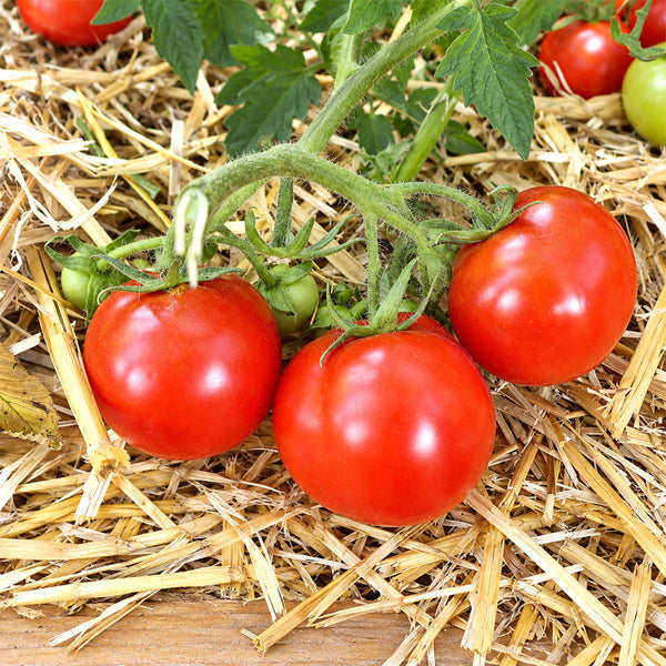 386 K25-54 Tomato, 5 Seeds