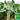 W1307 Jiemei Chicken-Leg Thick-Stem Gai Lan Seeds, 10g
