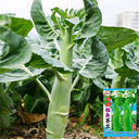 W1307 Jiemei Chicken-Leg Thick-Stem Gai Lan Seeds, 10g