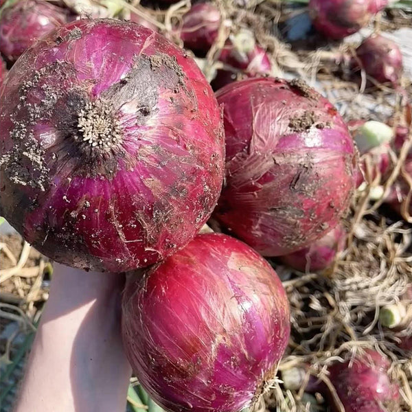 Royal Amethyst' Purple Onion Seeds, 5g