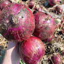Royal Amethyst' Purple Onion Seeds, 5g
