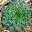 Wuta Cai Seeds, 3g