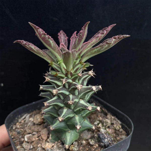 Monadenium schubei 