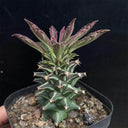 Monadenium schubei "Tanzania Red", 4-5cm