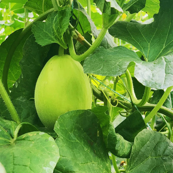 Qingshami Muskmelon Seeds, 50 Seeds