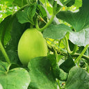 Qingshami Muskmelon Seeds, 50 Seeds