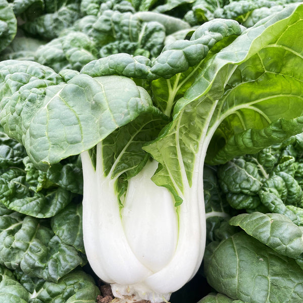 'Snowdrop No. 1' Milk Cabbage Seeds, 10g