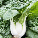 'Snowdrop No. 1' Milk Cabbage Seeds, 10g
