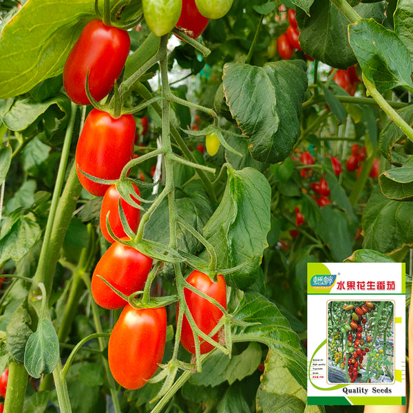 'Royal Pearl Peanut' Tomato Seeds, 20 Seeds