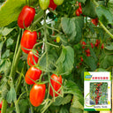 'Royal Pearl Peanut' Tomato Seeds, 20 Seeds