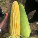 Zhongnong Tian No.488 Super Sweet Fruit Corn, 50 Seeds