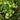 528 Green Martian Dwarf Tomato, 5 Seeds