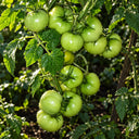 528 Green Martian Dwarf Tomato, 5 Seeds