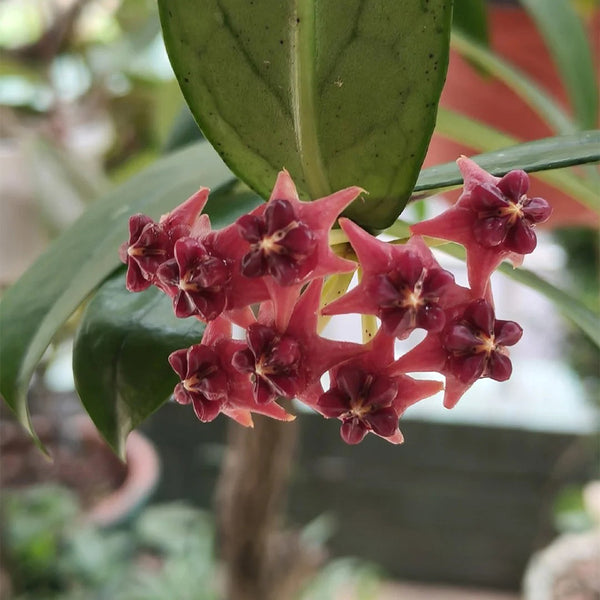 Hoya lobbii, 2 Cuttings