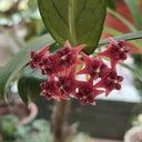 Hoya lobbii, 2 Cuttings
