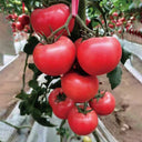 Kuwait No.4 Pink Tomato Hybrid Seeds, 20 Seeds