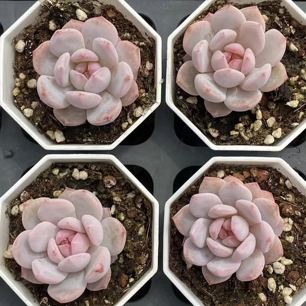 Echeveria cv. 'Starlight Orange', 3pcs x 1-head