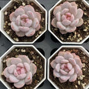 Echeveria cv. 'Starlight Orange', 3pcs x 1-head
