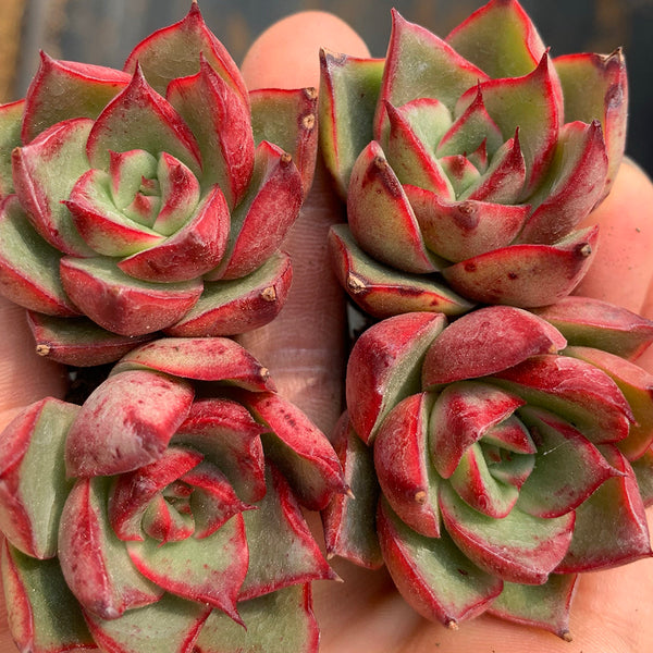 Echeveria cv. 'Bullfighter', 3pcs x 1-head