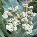 Sweet & Crisp Sprouting Cauliflower No.1 Hybrid Seeds, 30 Seeds