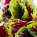 Xishuai Red Amaranth Seeds, 5g