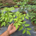 113 Cherokee Tiger Large Red Dwarf Tomato, 5 Seeds