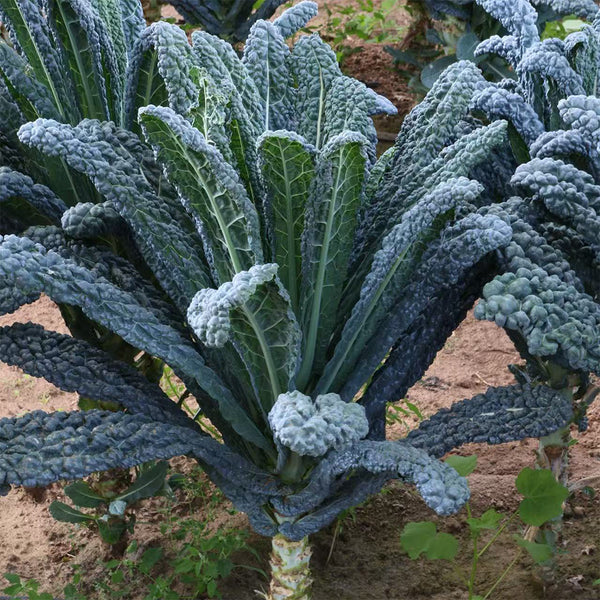 Lacinato Kale (Brassica oleracea var. palmifolia)