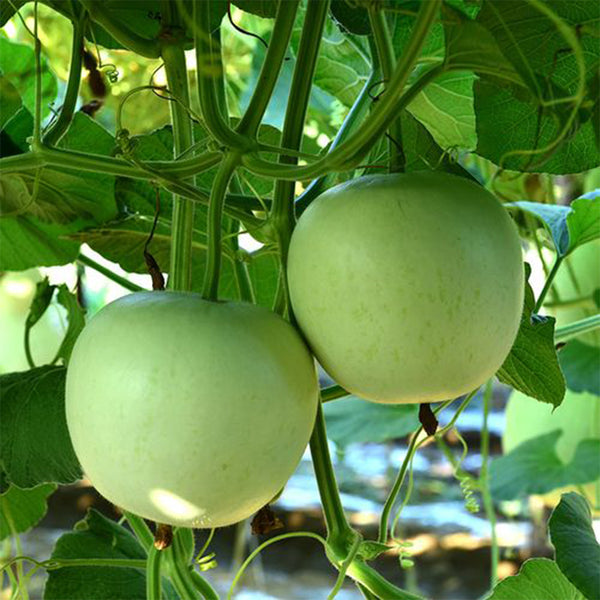 Apple-shaped Gourd Seeds, 10 Seeds