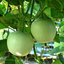Apple-shaped Gourd Seeds, 10 Seeds