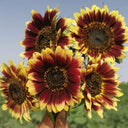 'Sunset Glow' Ornamental Sunflower Seeds, 2g