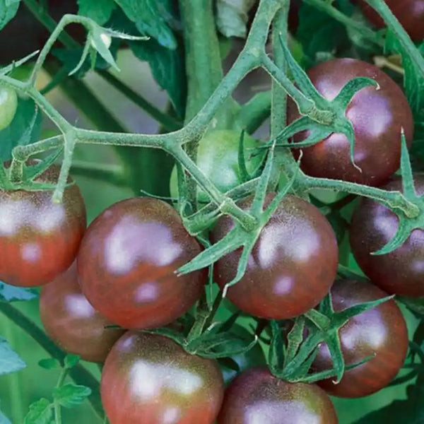 'Midnight Pearl' Cherry Tomato Seeds, 20 Seeds