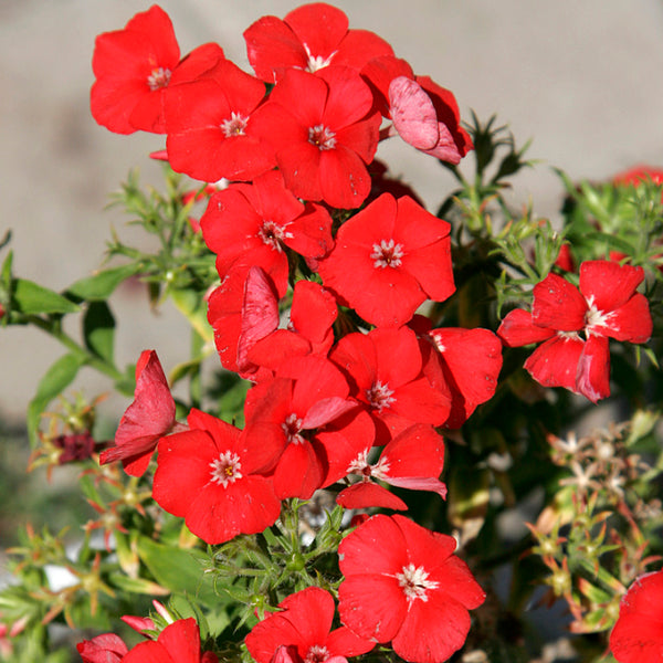 Scarlet Annual Phlox, 100 Seeds