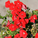 Scarlet Annual Phlox, 100 Seeds