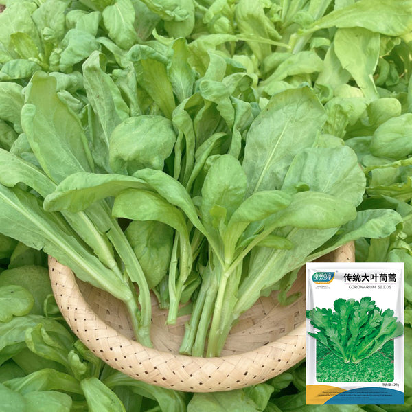 Large-Leaf Garland Chrysanthemum Seeds, 20g