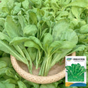 Large-Leaf Garland Chrysanthemum Seeds, 20g