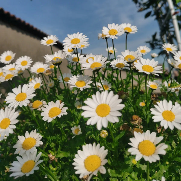 White Crystal Daisy Seeds, 1 Gram ≈ 1600 Seeds