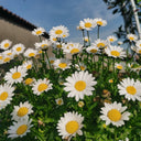 White Crystal Daisy Seeds, 1 Gram ≈ 1600 Seeds