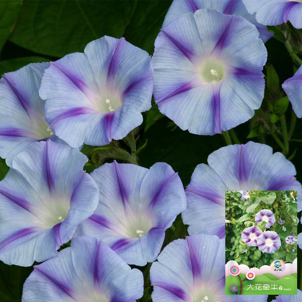 Hezhichun Morning Glory seeds, 1g