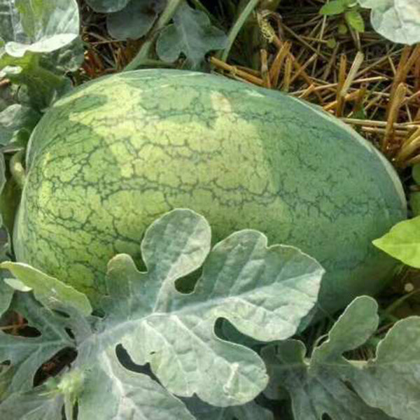 'Sweet Li' Yellow Flesh Watermelon Seeds, 20 Seeds