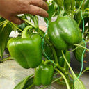 Square Green Pepper Seeds, 30 Seeds