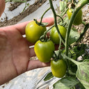 Green Jade Cherry Tomato, 10 Seeds