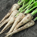Parsnip, 50 Seeds